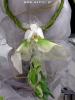 Gardenia 2011 by Portal Asflor